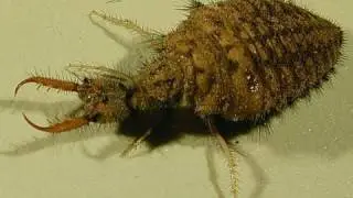 Ant Lion Zoology