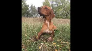 Работа легавой по куропатке
