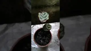 Мои цветы в зале