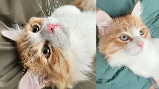 Siberian Kitten's First Day Home | Meet Katsu