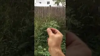SO MANY WEEDS - How I Removed Them