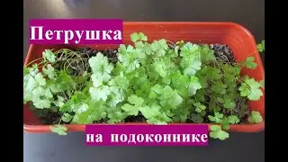Петрушка на подоконнике - из гадкого утенка в прекрасного лебедя