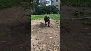 Американский булли Сэм @shorts