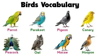 English Vocabulary | Birds Vocabulary | Common Birds Names
