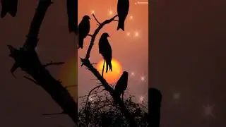 Nature - Music From East Nepal 4.0 || Anxmus Ft. Viss Ningthouja