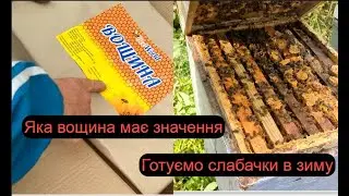 Яка вощна має значення\\Готуємо слабачки бджіл в зиму
