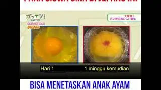 Siswa di jepang bisa menetaskan anak ayam tanpa cangkang telur