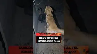 Buscamos a Simón, perro K9 búsqueda de personas vivas recompensa $200000 tel 03838420480