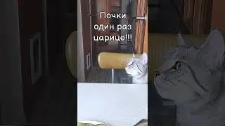 Аз есмь царица!
