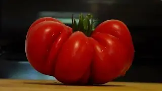 Tomato Talk