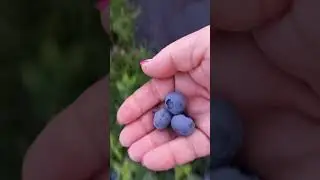 Самый ранний, самый популярный сорт голубики