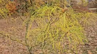 Rhamnus frangula 'Asplenifolia' krušina olšová