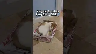 #shorts 🙀 Kitty Had Too Much Bang Energy Drink 💤