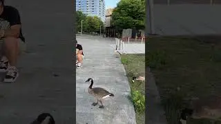 Вот как должно быть! #shorts