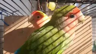 Мои попугаи неразлучники! My lovebirds are lovebirds