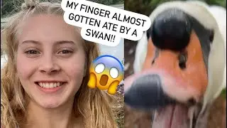 Attempting to pet a swan… I Bella Lyn. *do not attempt!!*
