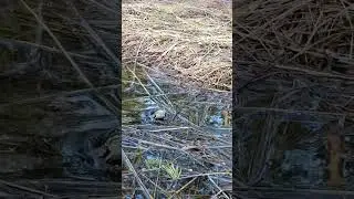 😁🐸☀️