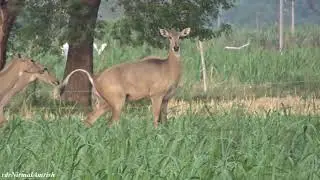 भागते भागते गोबर कर दिया नीलगाय ने #nilgai #animals #youtubeindia #village #look #watch #running
