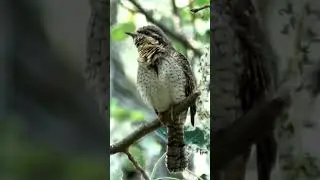 Вертишейка. Голос вертишейки. Голоса птиц 