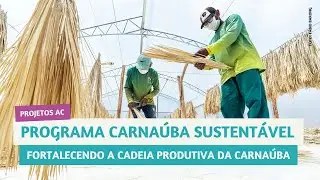Programa Carnaúba Sustentável: Fortalecendo a Cadeia Produtiva da Carnaúba