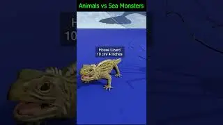 Sea Monsters, Sea Creatures and Animal SIZE COMPARISON 2024 || El Gran Maja Vs Bloop Vs Julia Beast