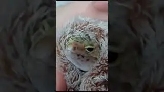 Эублефар греется под пледом
