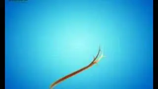 XFrog test