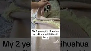 Sushi Babushka 😂