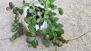 Repot my Hoya CF Panchoi