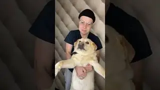 Чем ты накормишь нашу собачку? 😂 