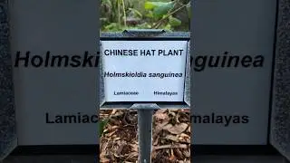 4 Different Types Of Weird Flowers, Macro Vid Compilation