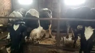 I calculate the profit and expenses for keeping cows.