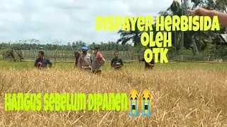 Padi hangus dispayer herbisida oleh orang tidak dikenal