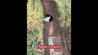 Просто кот #кот #cat