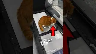 This Cat Lost Weight the EASY Way 