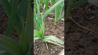 Неизвестный и крупный сорт чеснока.