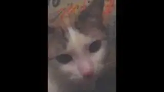 КОТ ЛИЖЕТ ЯЙЦА