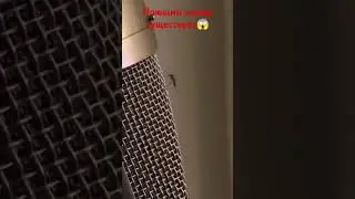Поющий комар существует 