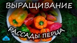 Выращивание рассады перца. Первые всходы в феврале.