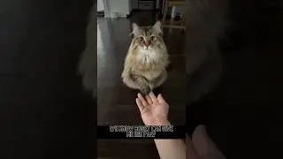 Siberian Cat knows ‘paw’. But can he  learn ‘nose’