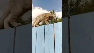Белочка на крыше.🐯🏡