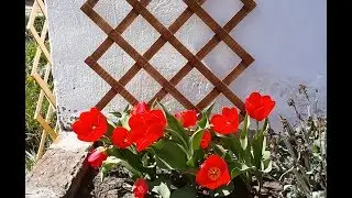 ШПАЛЕРА TRELLIS . ИЗГОТОВЛЕНИЕ РЕШЕТКИ ДЛЯ ВЬЮЩИХСЯ РАСТЕНИЙ