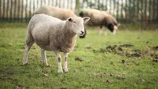 Sheep Footage