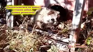 Енот Василий пришел...