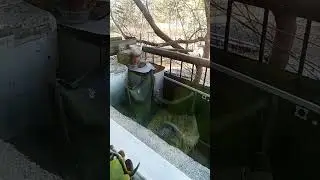 Голубь выгнал белку от семечек