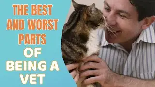 The best and worst parts of being a vet