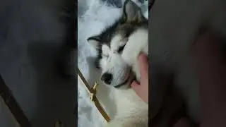 Маламут или опосум ? =)