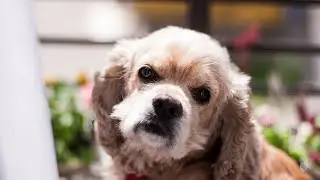 Cocker Spaniels and Being Left Alone Understanding Your Dog s Needs