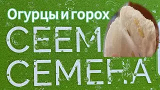 26.07.2024 сеем горох и огурцы!!!!