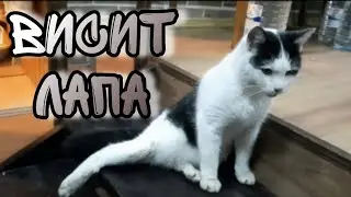 Сильная ТРАВМА у кота. Нам СРОЧНО надо ехать к врачам.